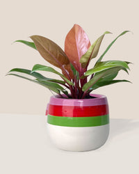 Philodendron Orange Congo - poppy planter - ariel - Just plant - Tumbleweed Plants - Online Plant Delivery Singapore