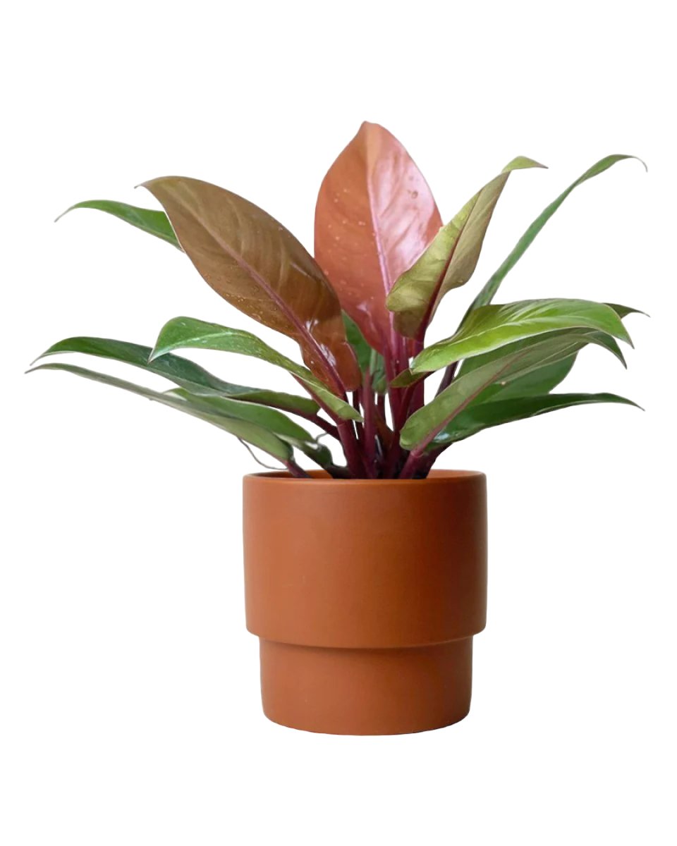 Philodendron Orange Congo - poppy planter - ariel - Potted plant - Tumbleweed Plants - Online Plant Delivery Singapore
