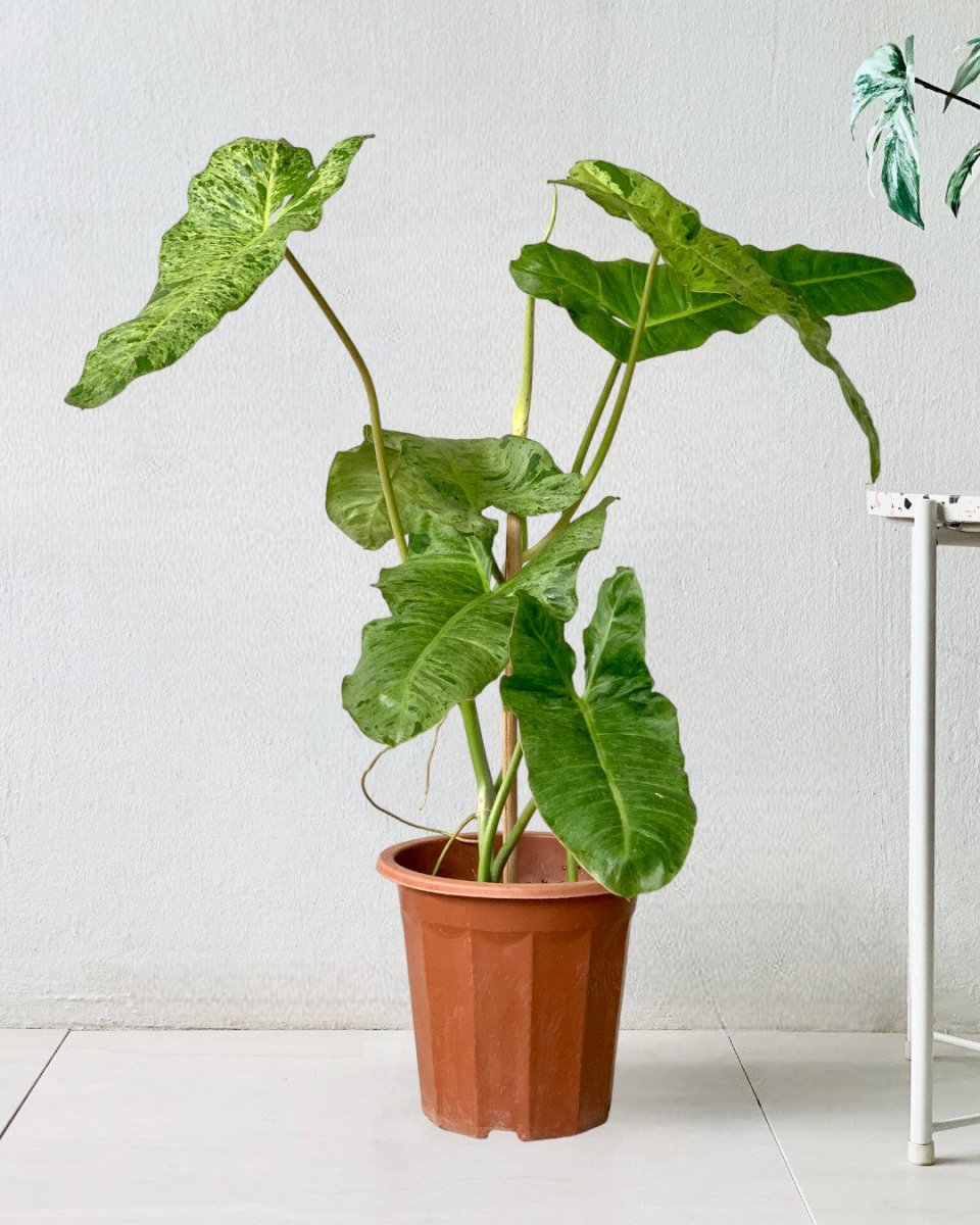 Philodendron Paraiso Verde - grow pot - Potted plant - Tumbleweed Plants - Online Plant Delivery Singapore