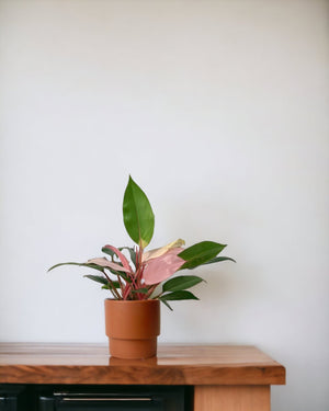 Philodendron Pink Congo paired with plinth pot - chestnut/large