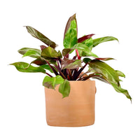 Philodendron Red Sun