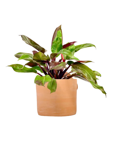 Philodendron Red Sun