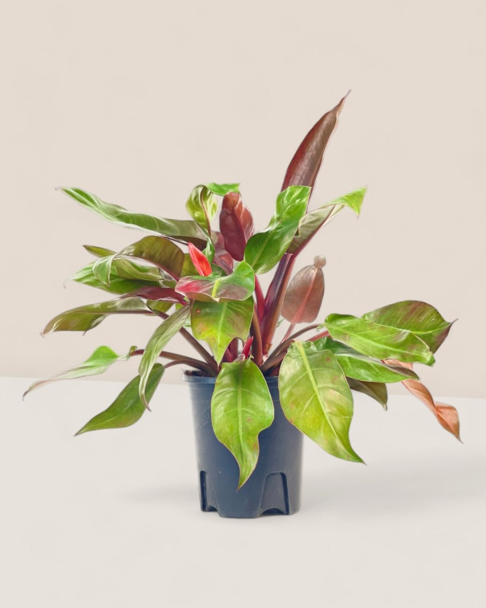 Philodendron Red Sun - grow pot - Potted plant - Tumbleweed Plants - Online Plant Delivery Singapore