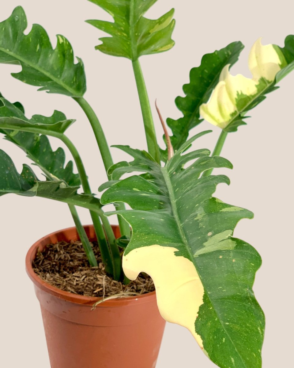 Philodendron Ring of Fire - grow pot - Potted plant - Tumbleweed Plants - Online Plant Delivery Singapore