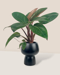 Philodendron Rojo Congo (Red Gongo) - black ceramic sand pot - Just plant - Tumbleweed Plants - Online Plant Delivery Singapore