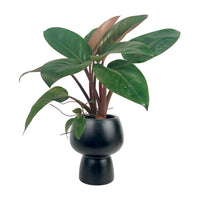 Philodendron Red Congo