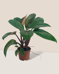 Philodendron Rojo Congo (Red Gongo) - grow pot - Just plant - Tumbleweed Plants - Online Plant Delivery Singapore