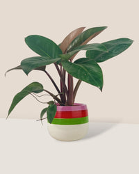 Philodendron Rojo Congo (Red Gongo) - poppy planter - buzz lightyear - Just plant - Tumbleweed Plants - Online Plant Delivery Singapore