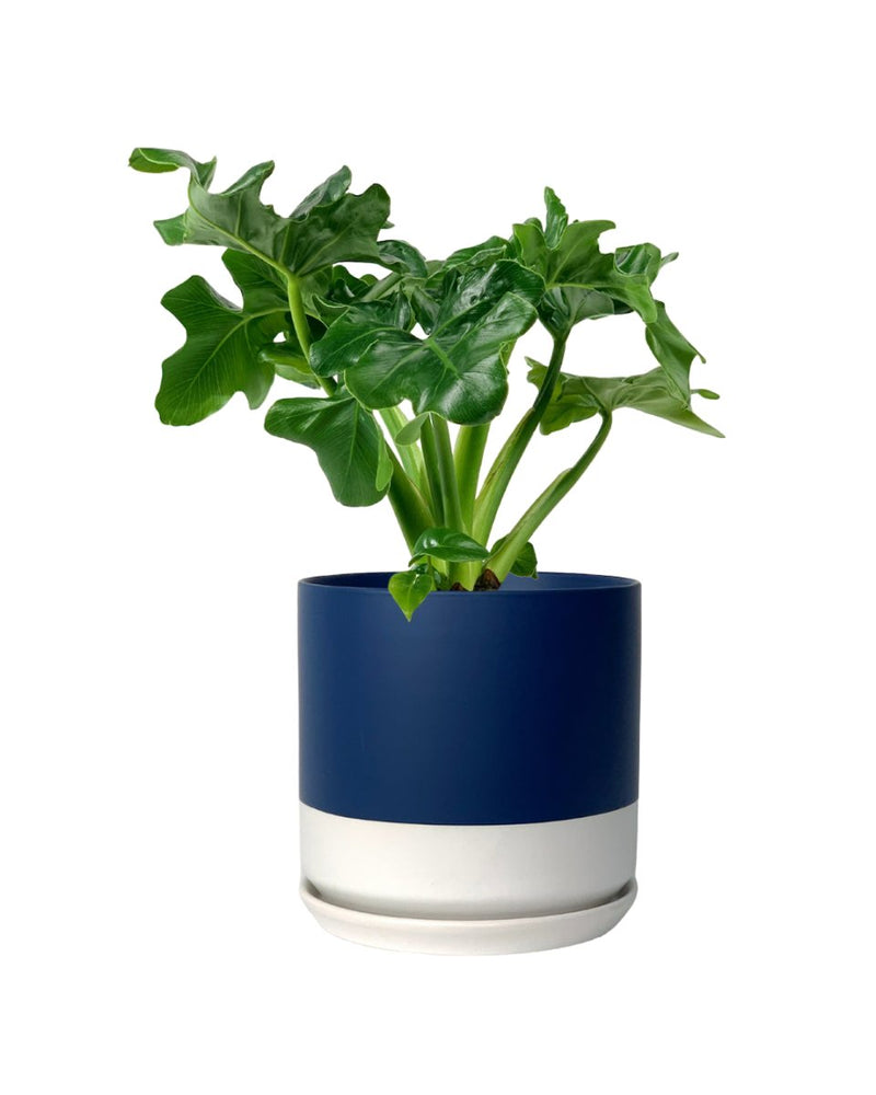 Philodendron Super Atom - blue white two tone pot - Potted plant - Tumbleweed Plants - Online Plant Delivery Singapore