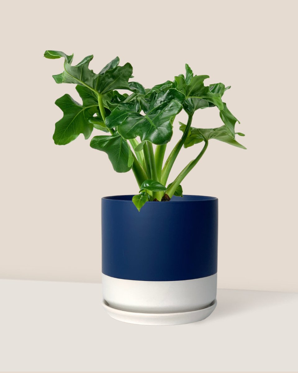 Philodendron Super Atom - blue white two tone pot - Potted plant - Tumbleweed Plants - Online Plant Delivery Singapore