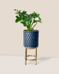 Philodendron Super Atom - diamond stand - small - Potted plant - Tumbleweed Plants - Online Plant Delivery Singapore