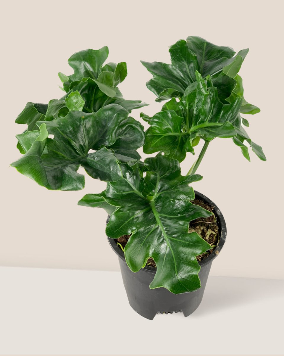 Philodendron Super Atom - grow pot - Potted plant - Tumbleweed Plants - Online Plant Delivery Singapore