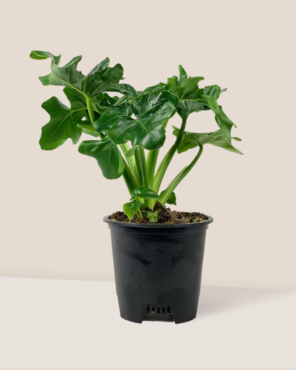 Philodendron Super Atom - grow pot - Potted plant - Tumbleweed Plants - Online Plant Delivery Singapore