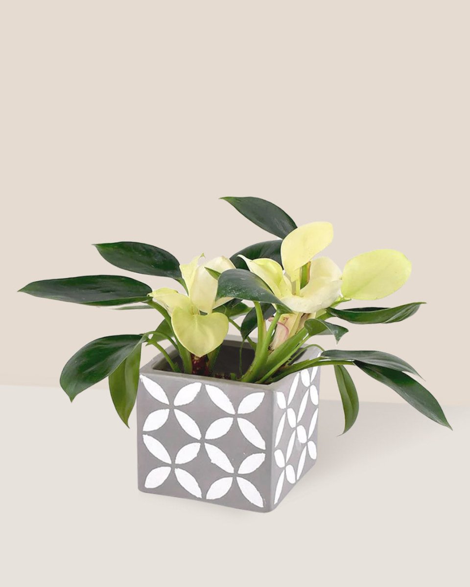 Philodendron White Congo - cement cube - Just plant - Tumbleweed Plants - Online Plant Delivery Singapore