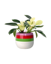 Philodendron White Congo - cement cube - Potted plant - Tumbleweed Plants - Online Plant Delivery Singapore