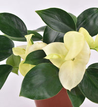 Philodendron White Congo - grow pot - Just plant - Tumbleweed Plants - Online Plant Delivery Singapore