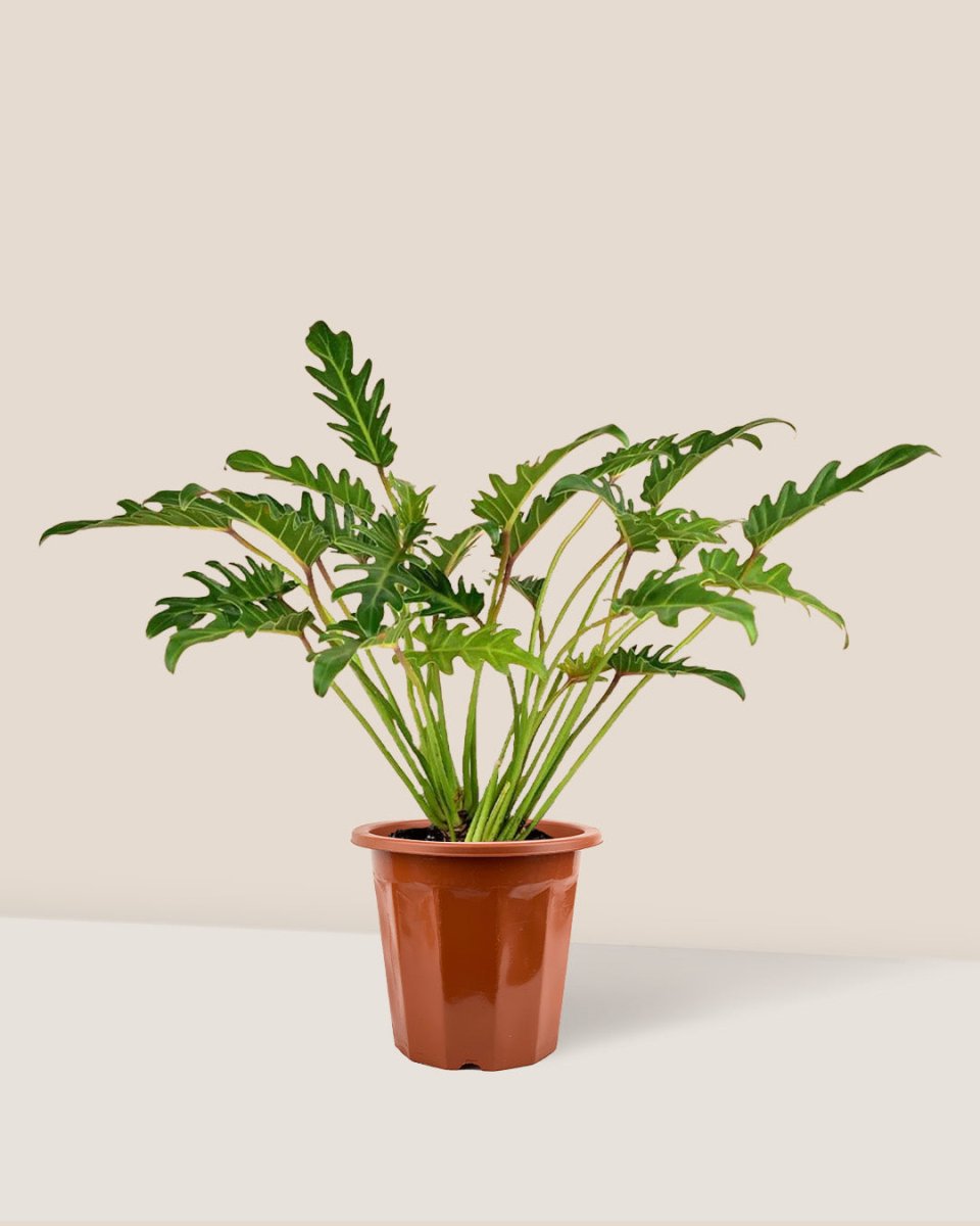 Philodendron Xanadu in Egg Pot - grow pot - Gifting plant - Tumbleweed Plants - Online Plant Delivery Singapore