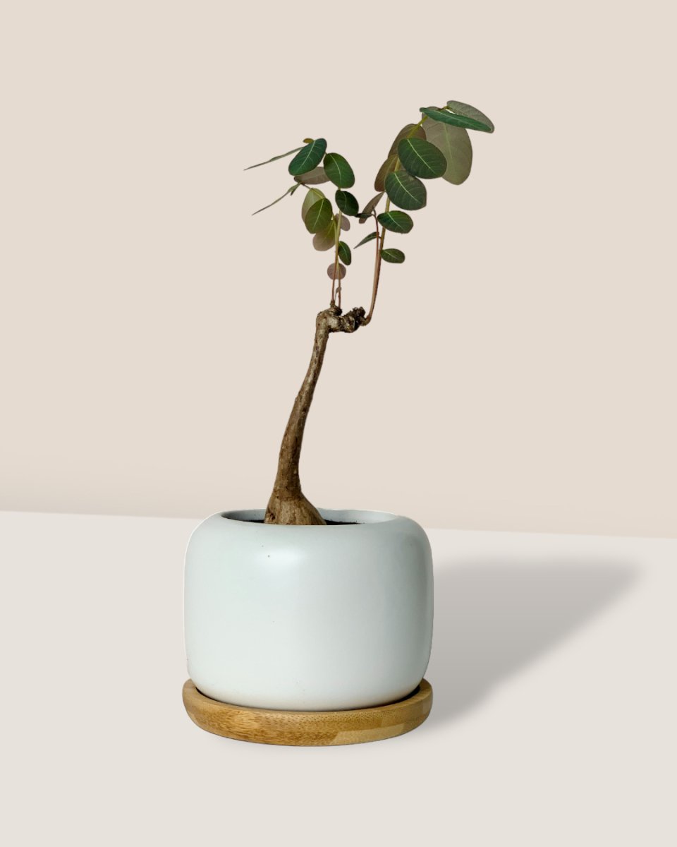 Matte white cement pot with wooden tray
