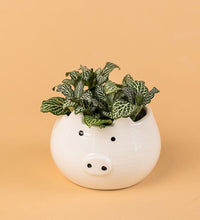 Piggy Planter - Pot - Tumbleweed Plants - Online Plant Delivery Singapore