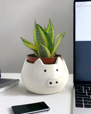 Piggy Planter - pot with FREE golden hahnii (worth 32 SGD) - Pot - Tumbleweed Plants - Online Plant Delivery Singapore