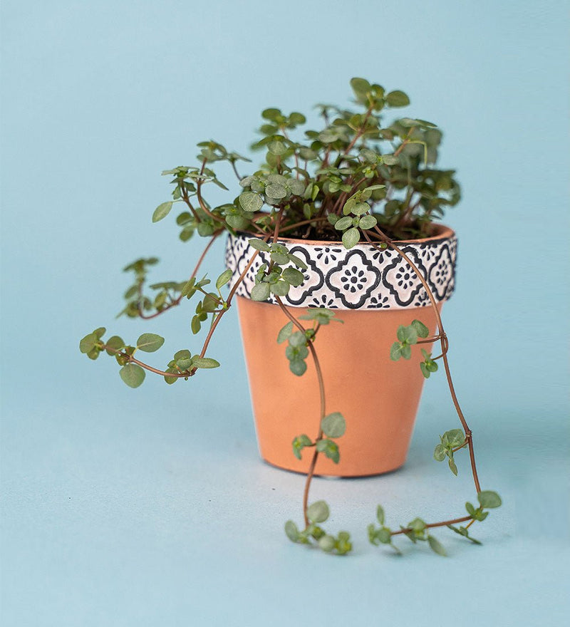 Pilea Glauca - geometric mini pot white - Potted plant - Tumbleweed Plants - Online Plant Delivery Singapore
