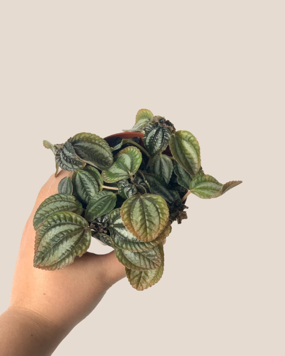 Pilea Involucrata Norfolk - grow pot - Potted plant - Tumbleweed Plants - Online Plant Delivery Singapore