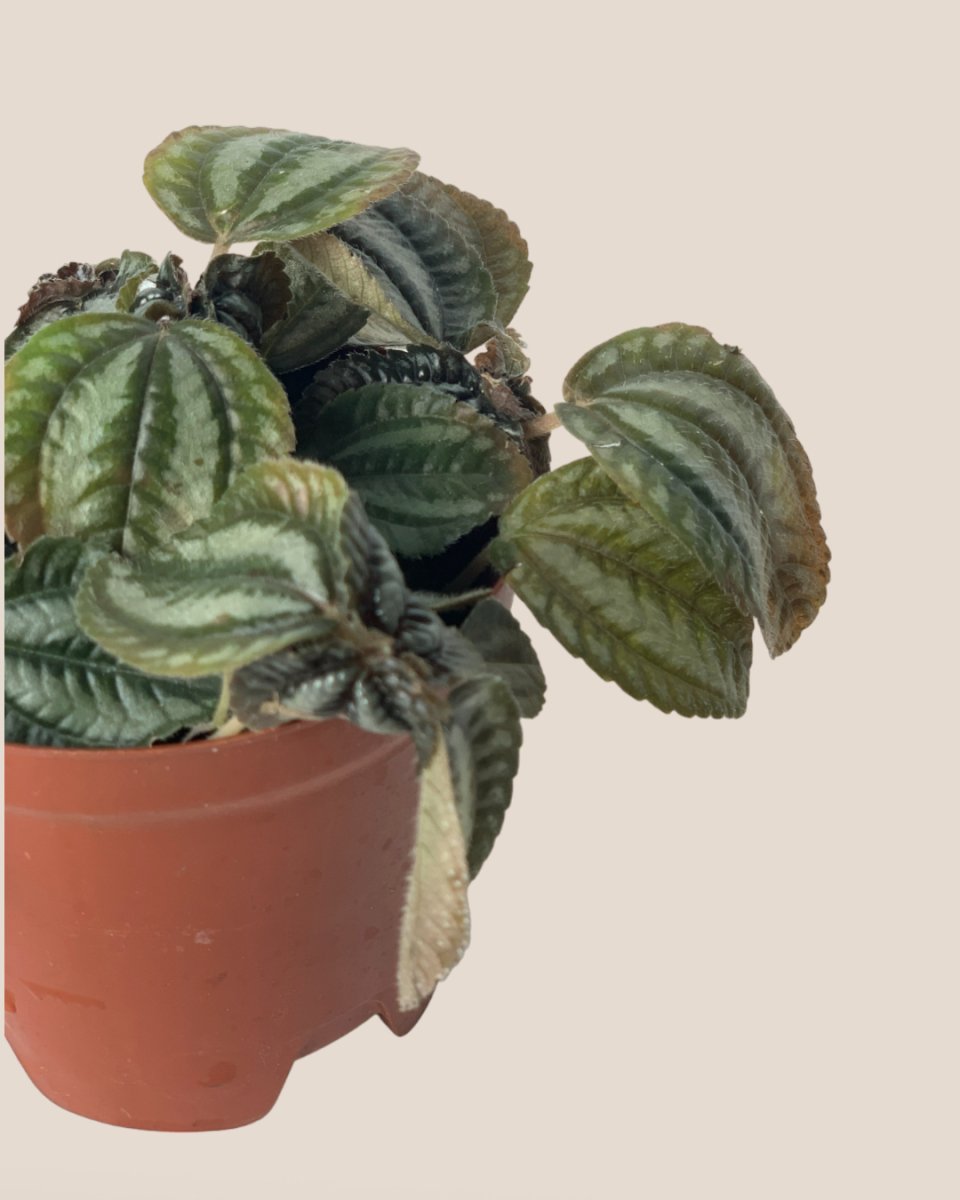 Pilea Involucrata Norfolk - grow pot - Potted plant - Tumbleweed Plants - Online Plant Delivery Singapore