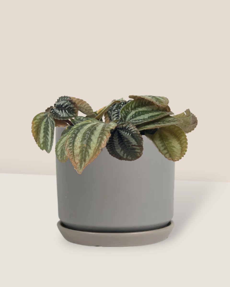 little cylinder grey with tray planter