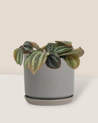 Pilea Involucrata Norfolk - little cylinder grey with tray planter - Potted plant - Tumbleweed Plants - Online Plant Delivery Singapore