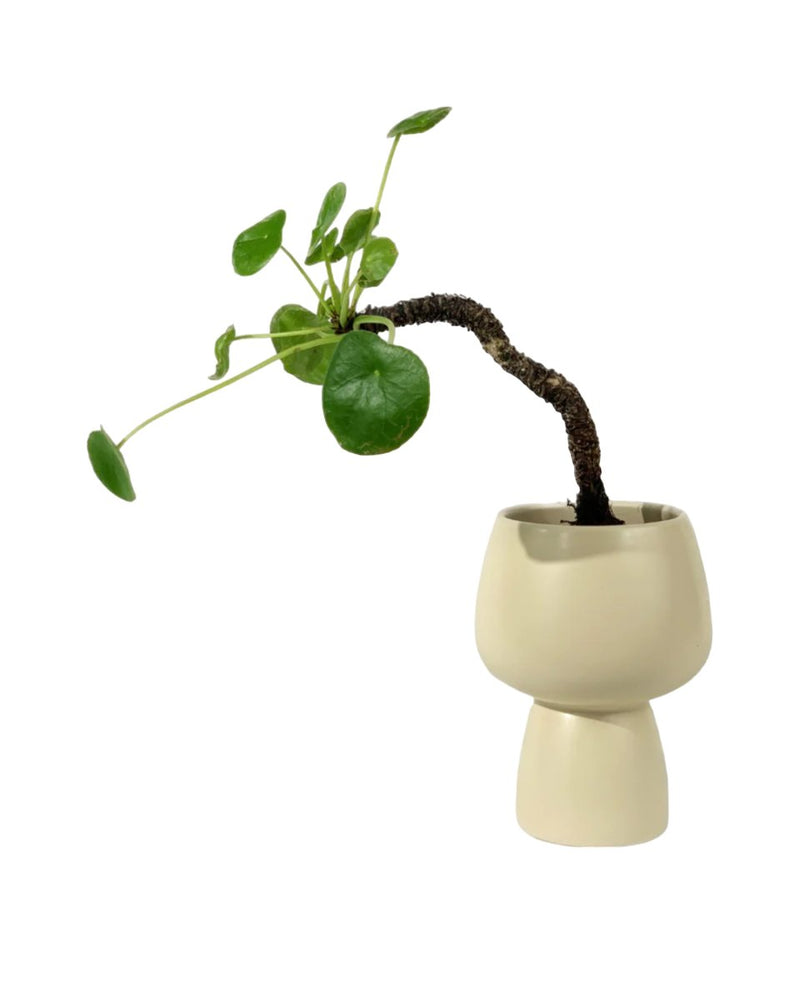 Pilea Peperomioides Diels - ceramic sand pot - Potted plant - Tumbleweed Plants - Online Plant Delivery Singapore