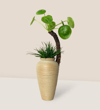 Pilea Peperomioides Diels - lucian tall arrangement - Potted plant - Tumbleweed Plants - Online Plant Delivery Singapore