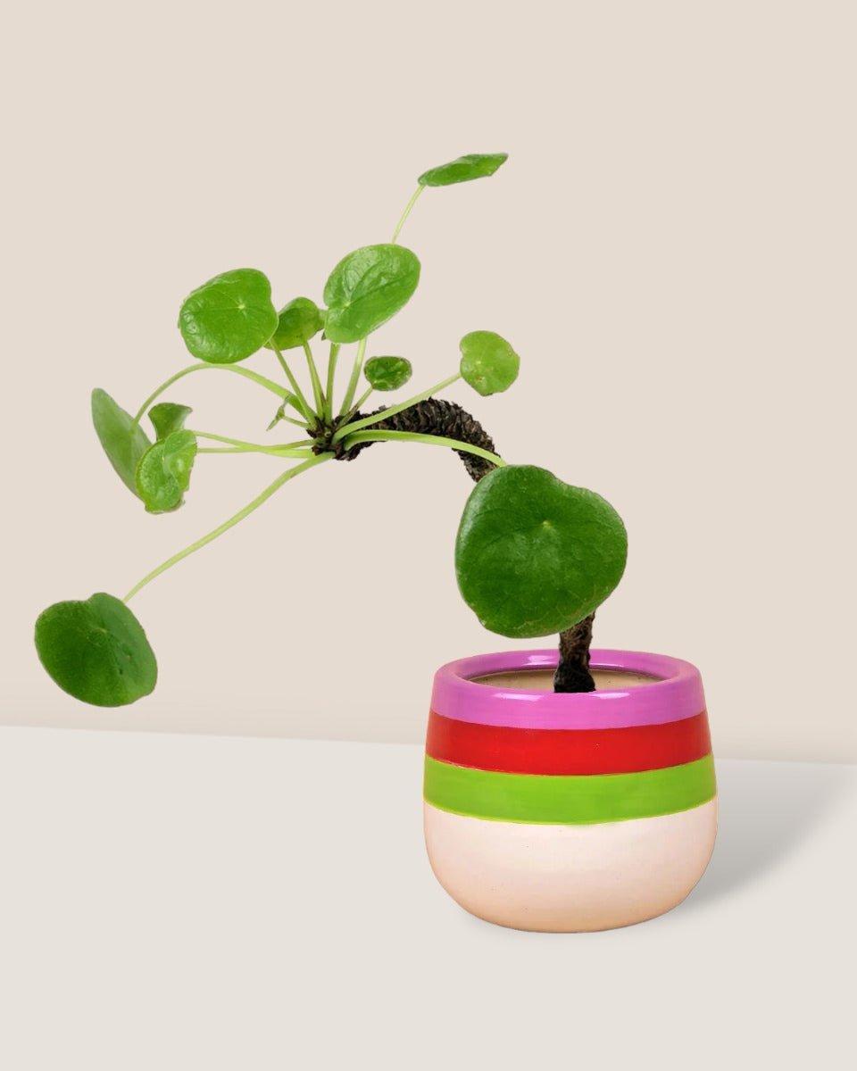 Pilea Peperomioides Diels - poppy planter - ariel - Potted plant - Tumbleweed Plants - Online Plant Delivery Singapore