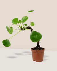 Pilea Peperomioides - grow pot - Just plant - Tumbleweed Plants - Online Plant Delivery Singapore
