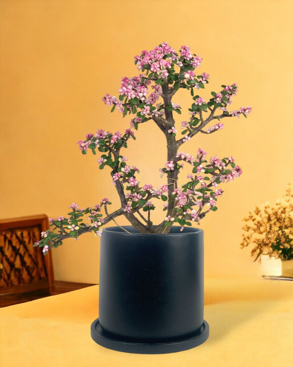 Pink Jade Bonsai Tree - brindle pot - large/black - Potted plant - Tumbleweed Plants - Online Plant Delivery Singapore