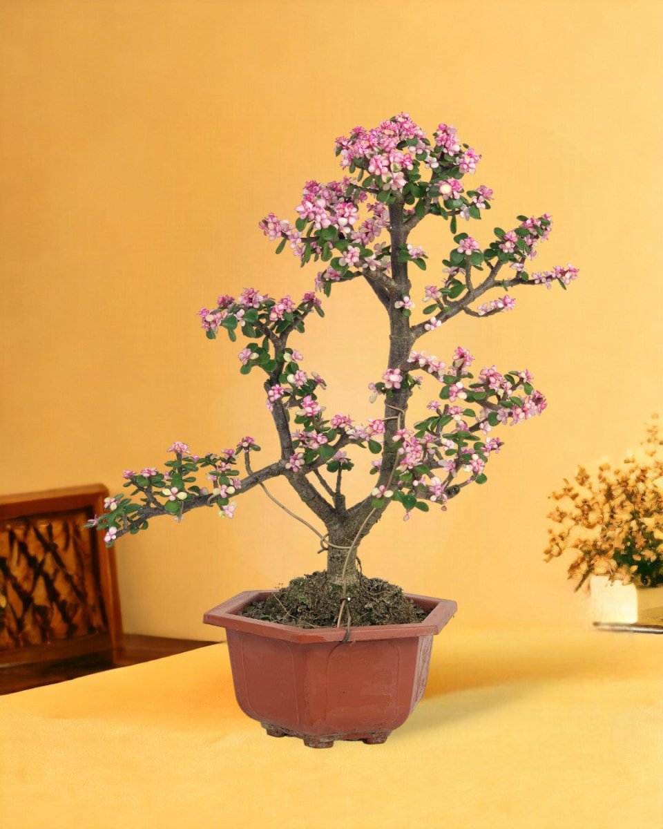 Pink Jade Bonsai Tree - grow pot - Potted plant - Tumbleweed Plants - Online Plant Delivery Singapore