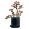 Pink Jade Bonsai Tree