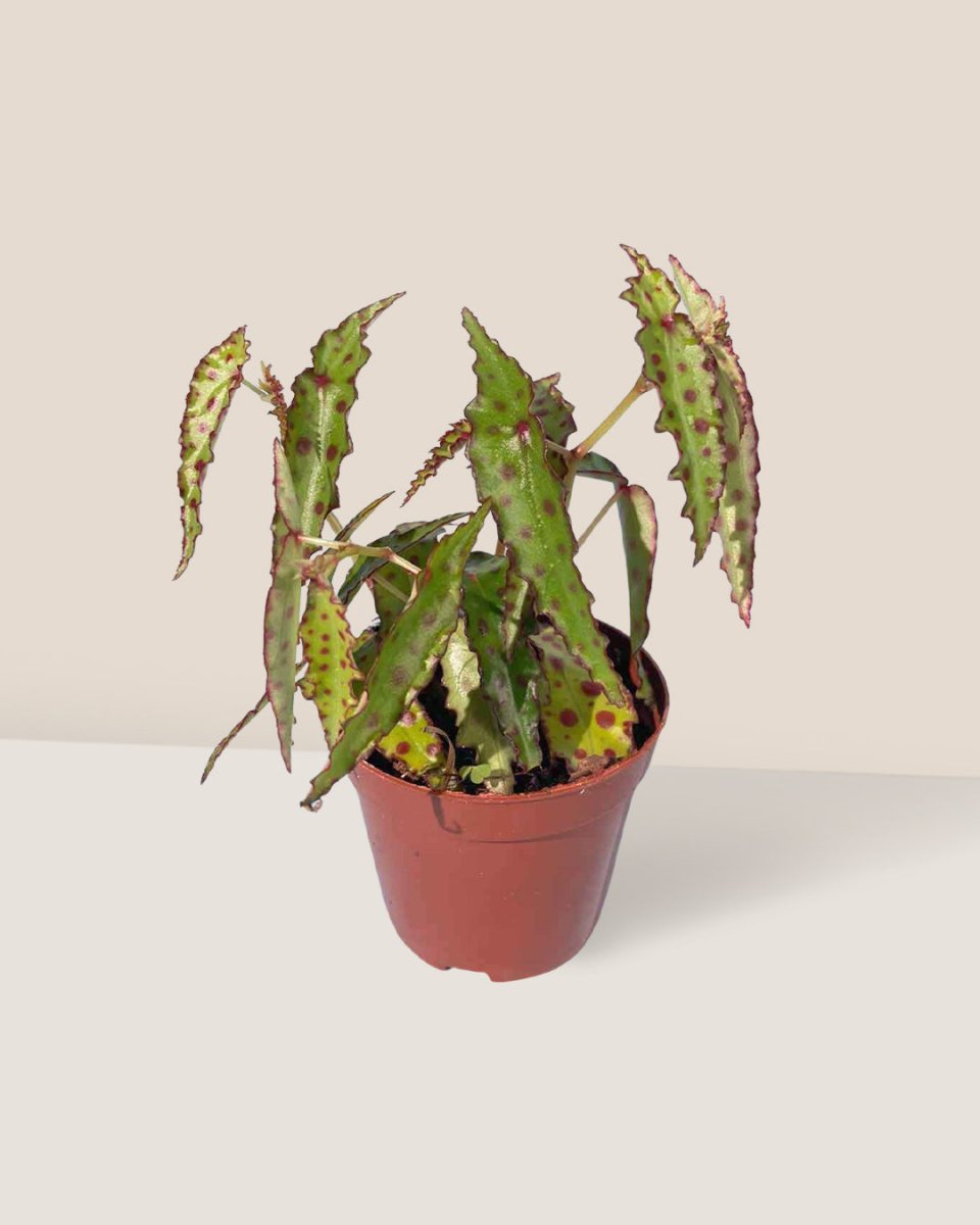 Pink Spotted Begonia - grow pot - Potted plant - Tumbleweed Plants - Online Plant Delivery Singapore