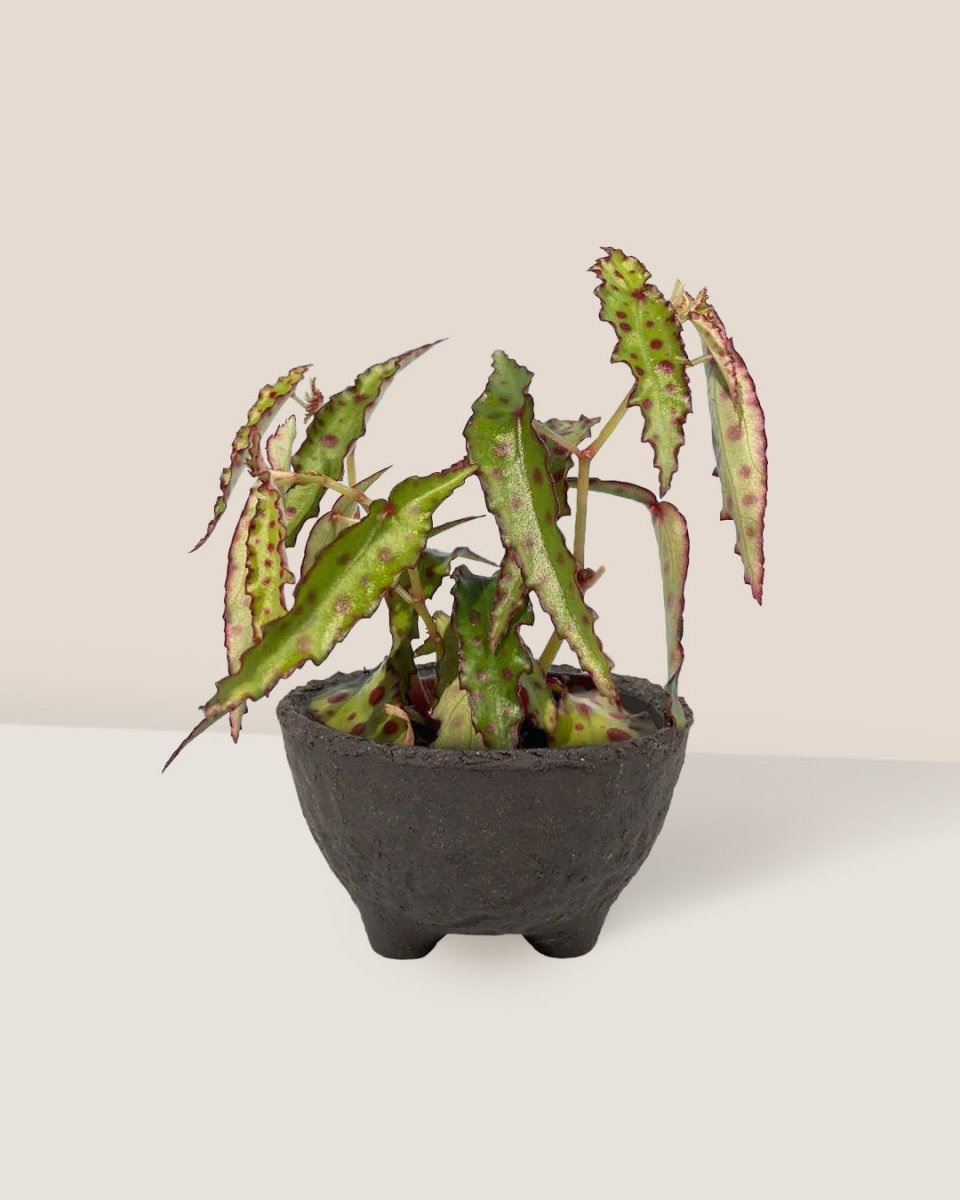Pink Spotted Begonia - wabi sabi coal planter - Potted plant - Tumbleweed Plants - Online Plant Delivery Singapore