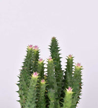 Pink Tip Succulent - Just plant - Tumbleweed Plants - Online Plant Delivery Singapore