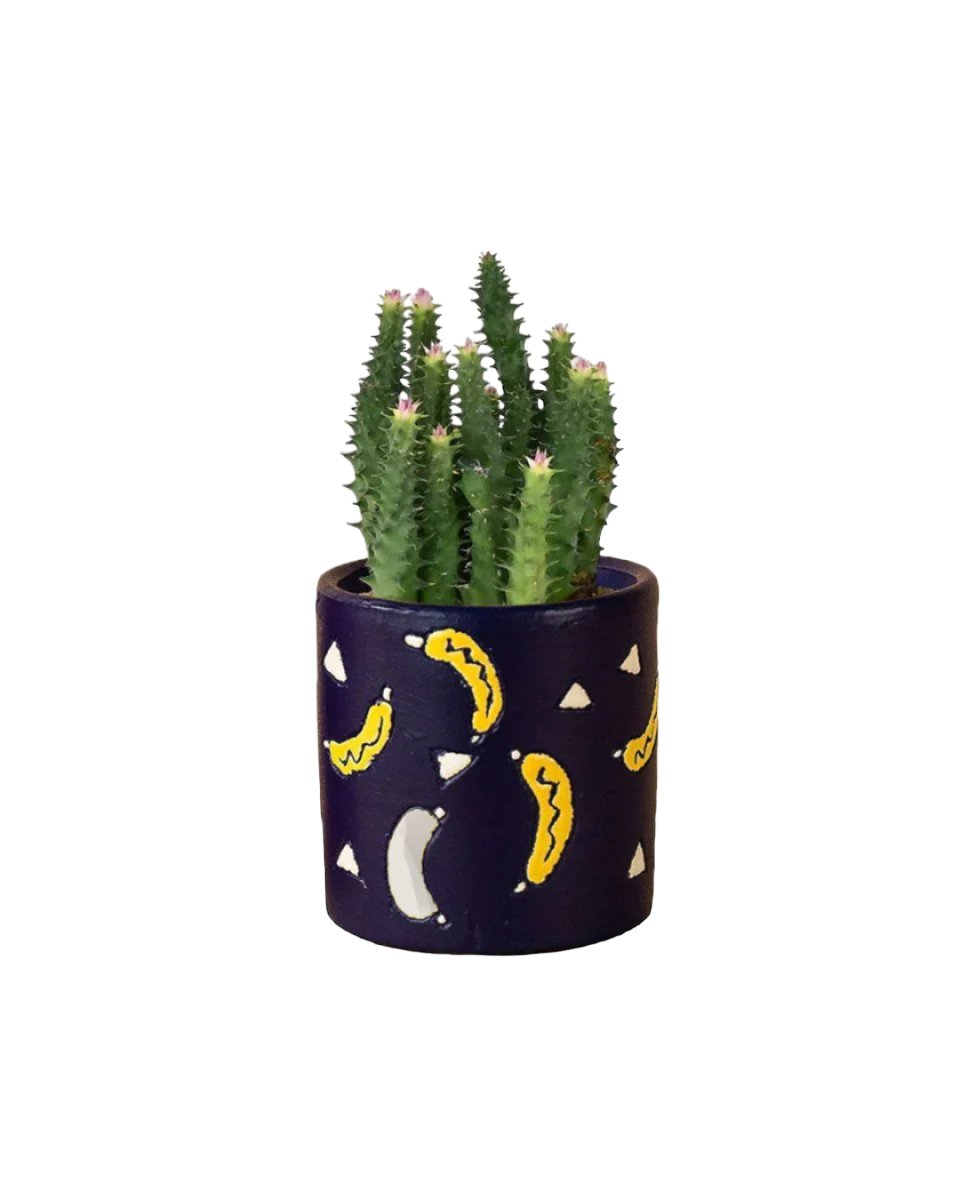 Pink Tip Succulent - banana pot - blue - Potted plant - Tumbleweed Plants - Online Plant Delivery Singapore