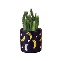 Pink Tip Succulent