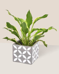 Plantain Lily - cement cube - Just plant - Tumbleweed Plants - Online Plant Delivery Singapore