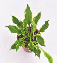 Plantain Lily - grow pot - Just plant - Tumbleweed Plants - Online Plant Delivery Singapore