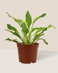 Plantain Lily - grow pot - Just plant - Tumbleweed Plants - Online Plant Delivery Singapore