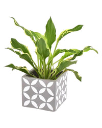 Plantain Lily - grow pot - Potted plant - Tumbleweed Plants - Online Plant Delivery Singapore