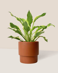 Plantain Lily - plinth pot - chestnut/large - Just plant - Tumbleweed Plants - Online Plant Delivery Singapore