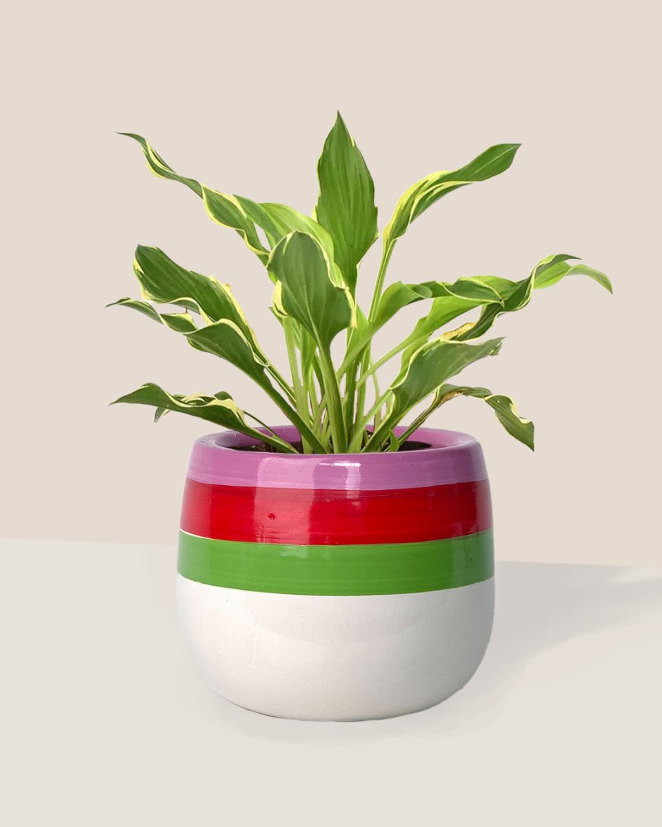 Plantain Lily - poppy planter - ariel - Just plant - Tumbleweed Plants - Online Plant Delivery Singapore