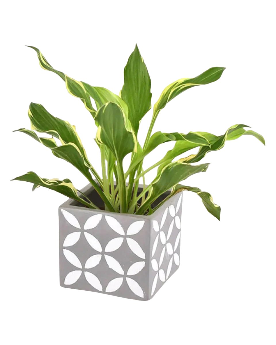 Plantain Lily - poppy planter - ariel - Potted plant - Tumbleweed Plants - Online Plant Delivery Singapore