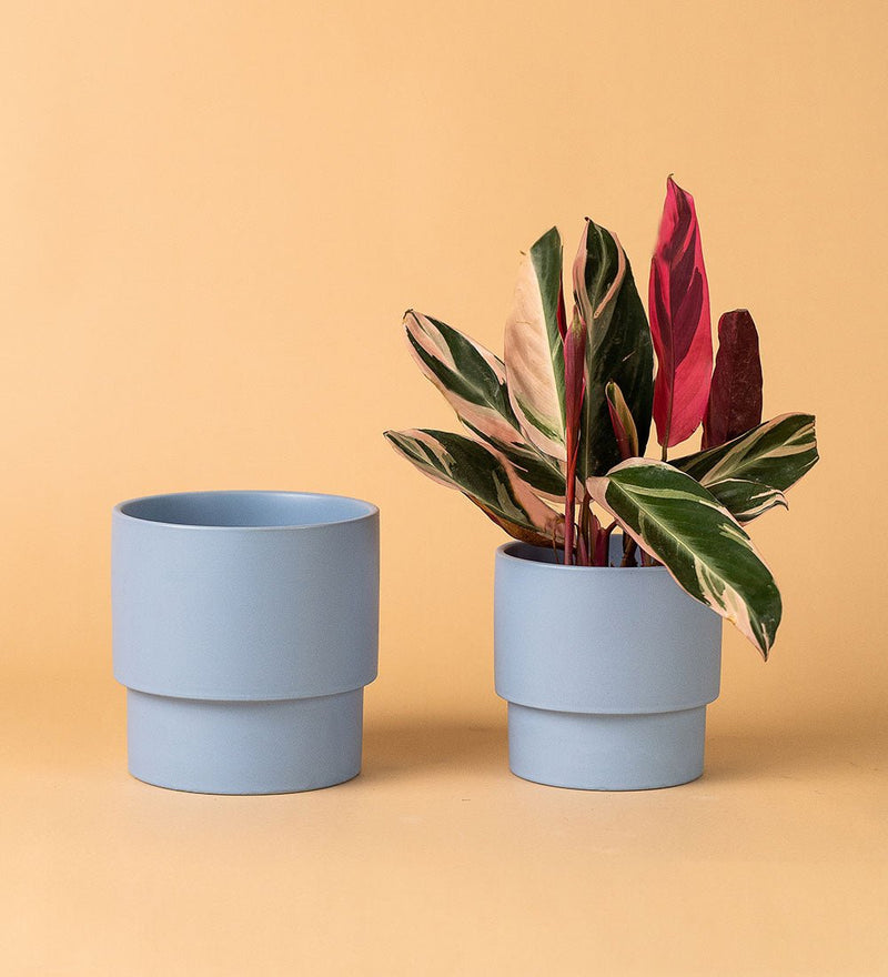 Plinth Pots - pink - Pot - Tumbleweed Plants - Online Plant Delivery Singapore