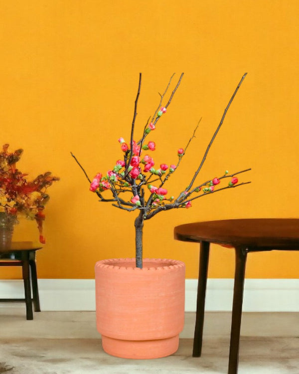 Plum Blossom - dotted rim terracotta pot - Potted plant - Tumbleweed Plants - Online Plant Delivery Singapore